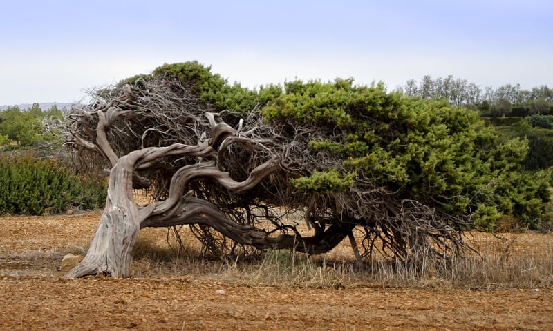 Mystical Growth