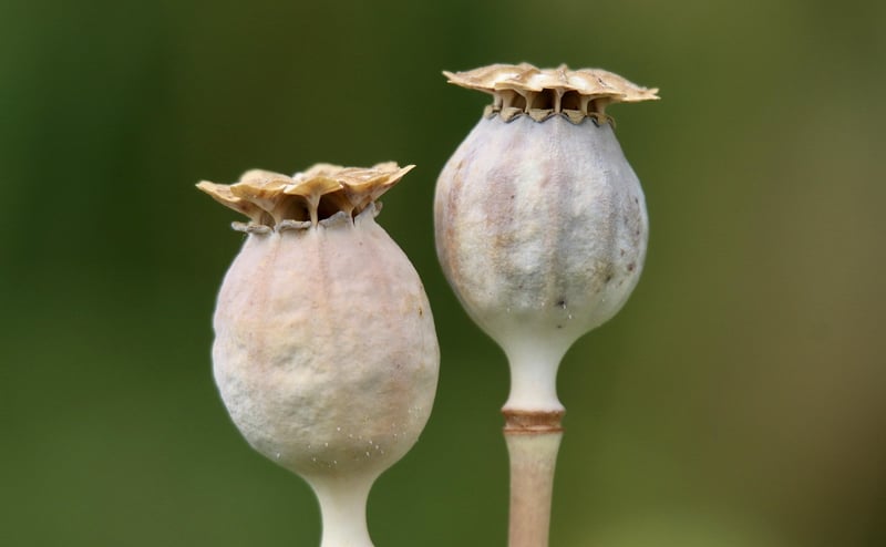 Wizardry Seeds