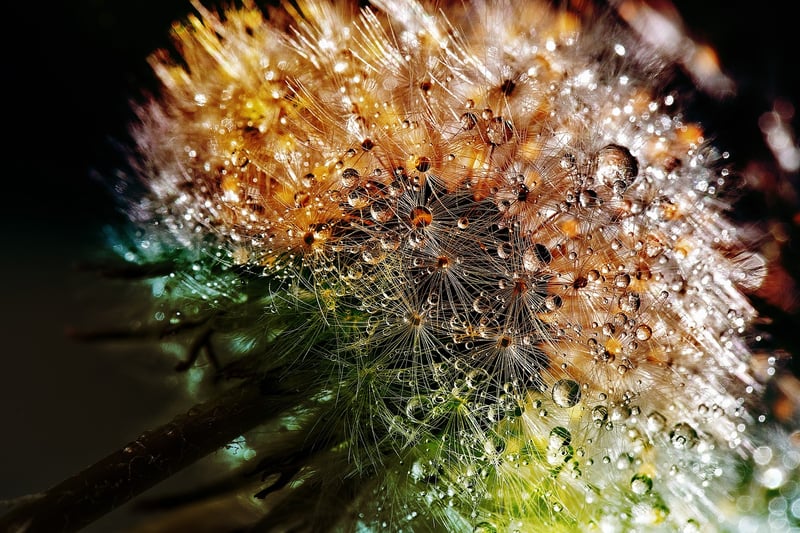 Mystical Flora