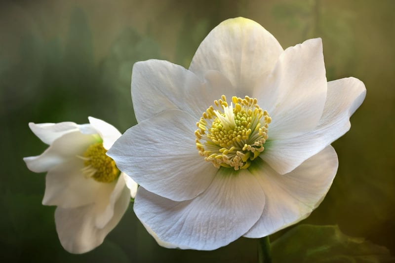 Magical Flowers